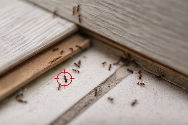 Best Ant Control Services  in Newhall, IA
