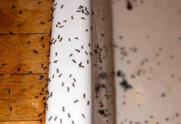 Best Mosquito Control Services  in Newhall, IA