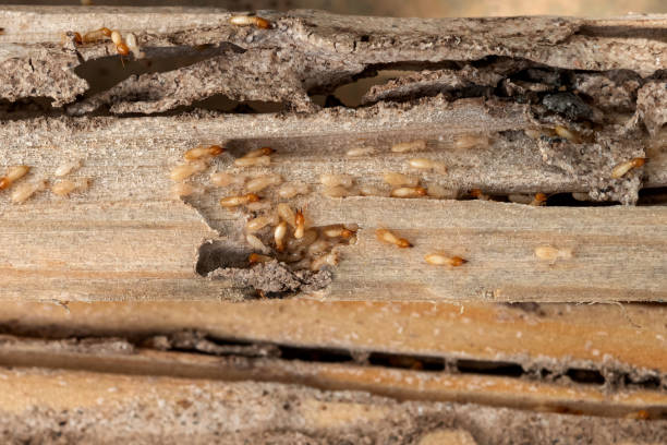 Wasp Removal Services in Newhall, IA