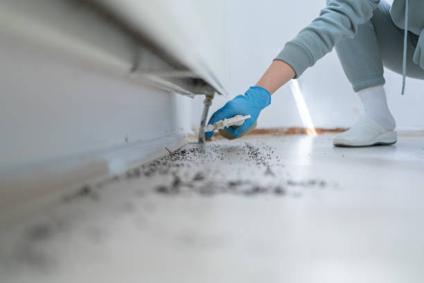 Best Wasp Removal Services  in Newhall, IA